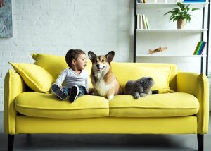 Tipos de relleno para el sofá